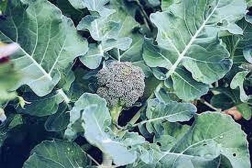 Aclipastal Broccoli vegetable seeds, high germination (55 seeds) Seed