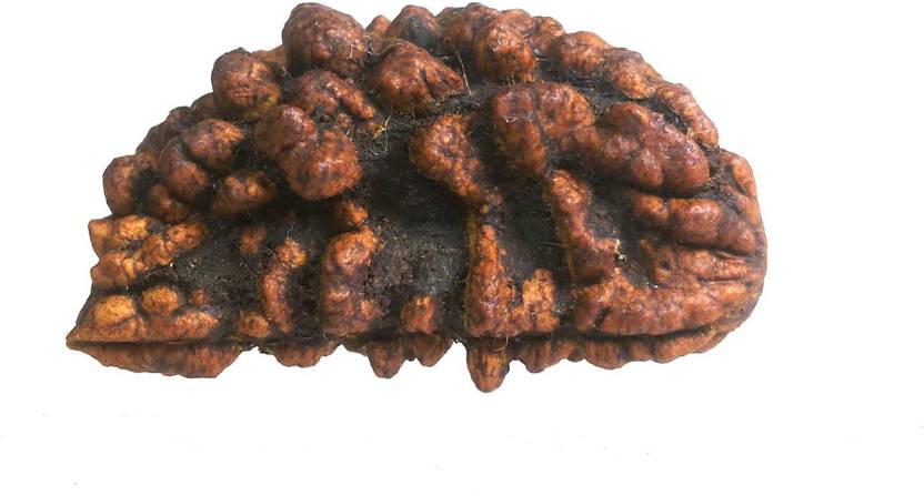 CHAKRADHARI 100% Original 1 Mukhi Rudraksha with Lab Test Certificate and X-ray Report R1 Wooden Yantra
