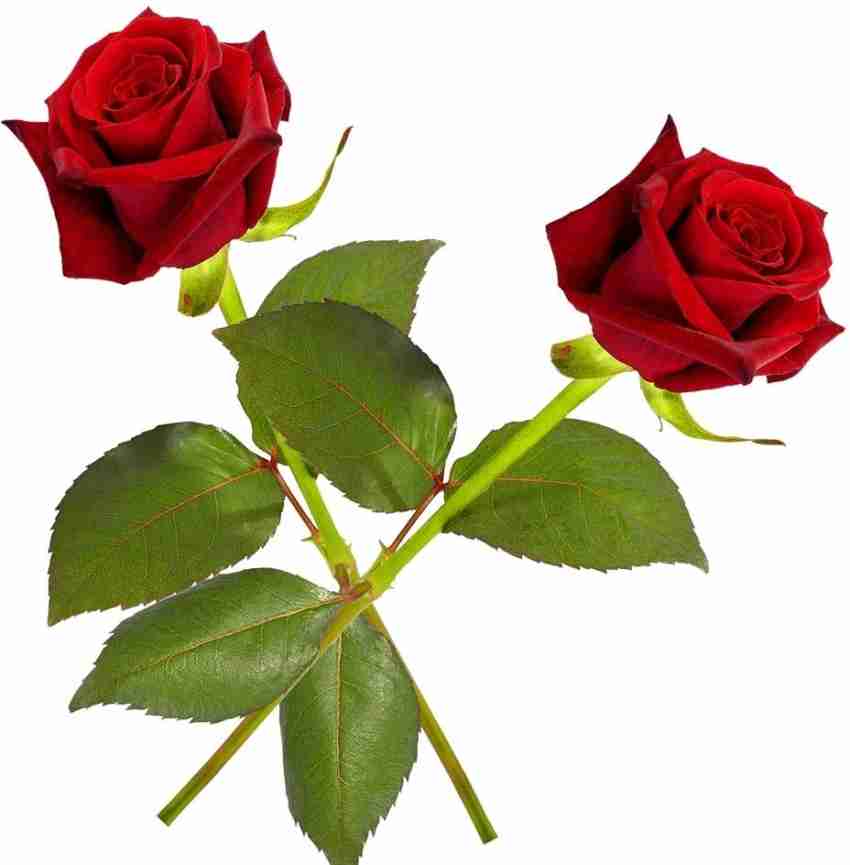 Little India Red Rose Artificial Flower Price in India - Buy Little India Red  Rose Artificial Flower online at