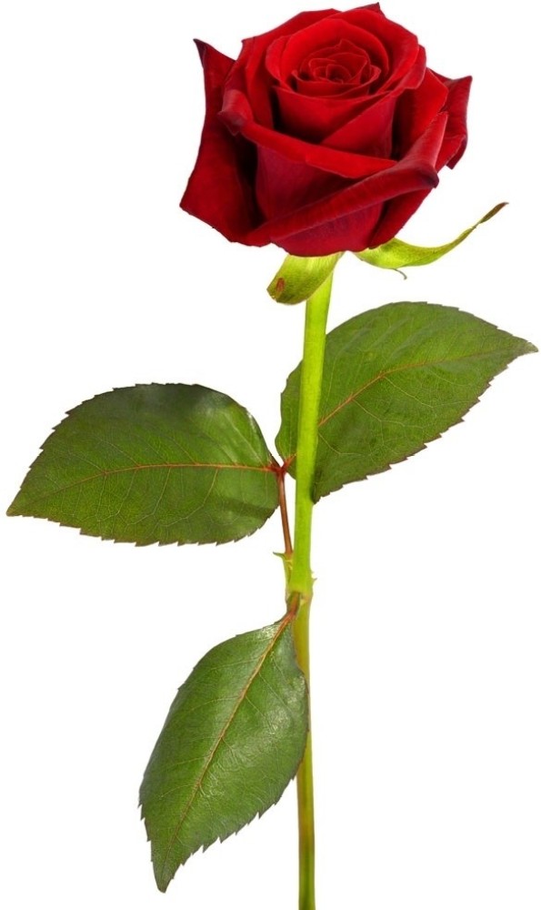 Love Red Rose Artificial Flower
