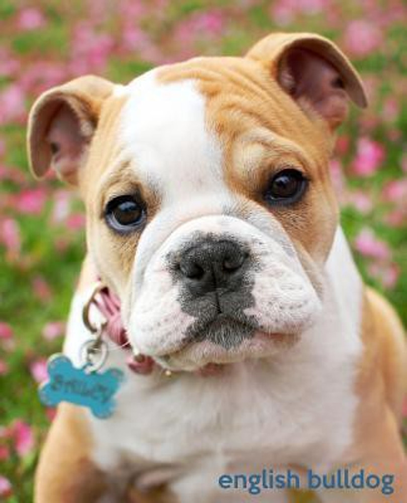 English Bulldog Buy English Bulldog by Baldwin M L at Low Price in