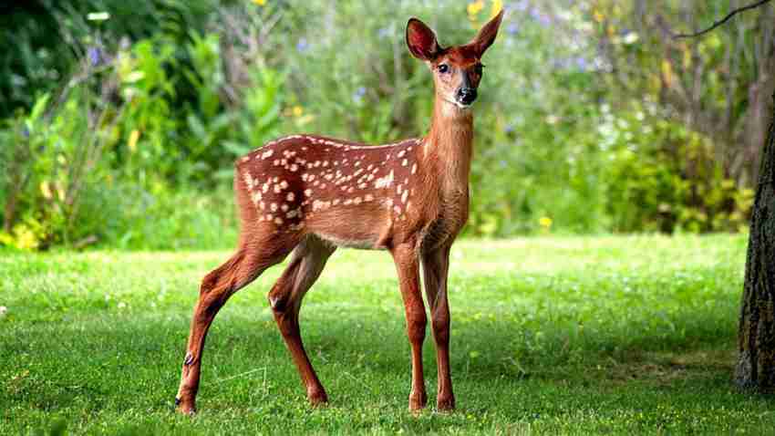Deer animal discount