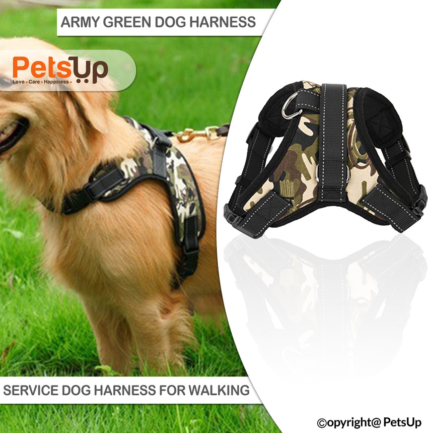 Belt for store labrador puppy