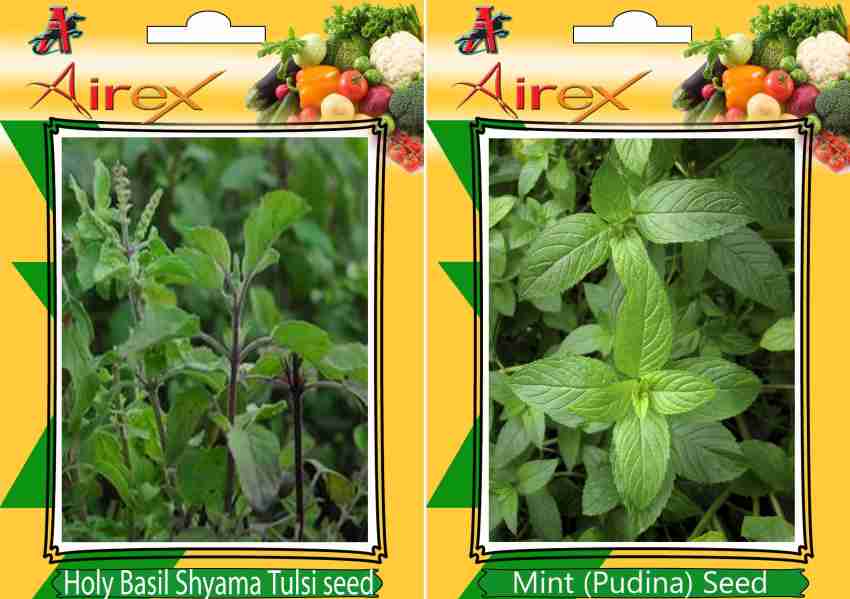 Airex Holy Basil Shyama Tulsi Mint Pudina Seed Price in India