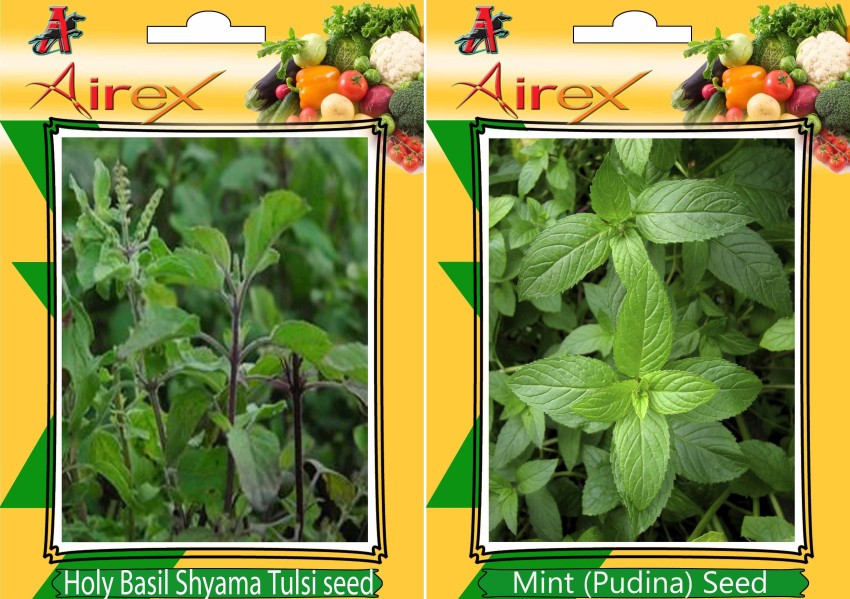 Airex Holy Basil Shyama Tulsi Mint Pudina Seed Price in India