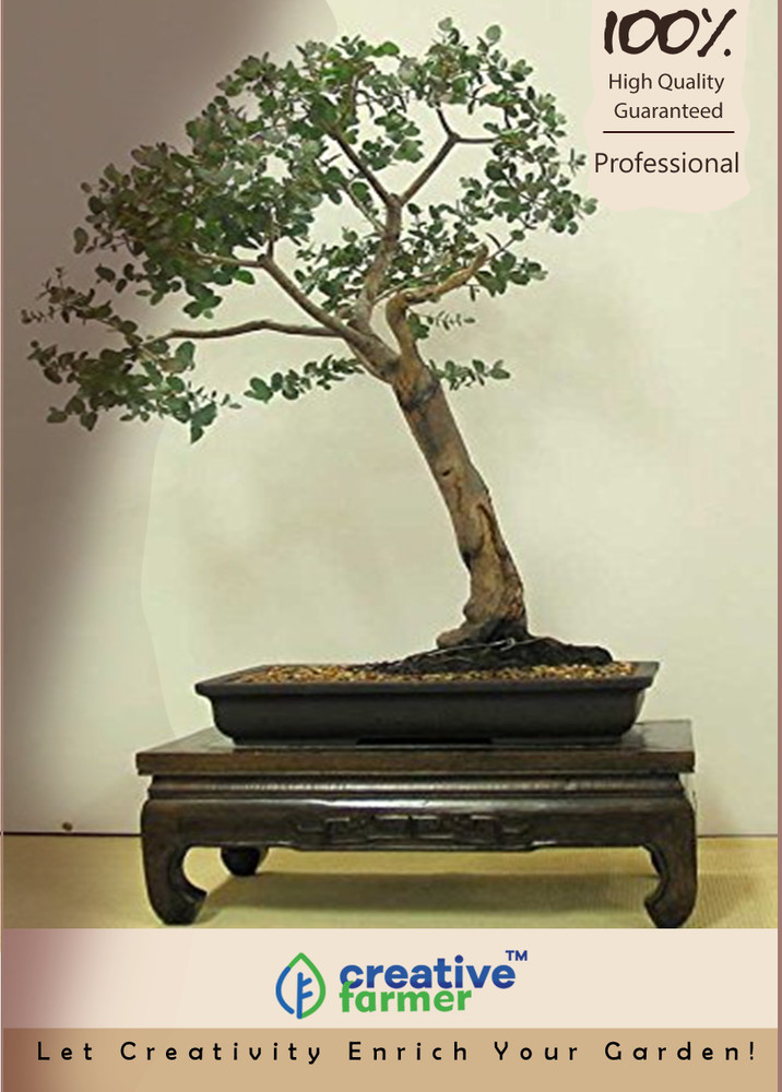 Details more than 114 sandal tree bonsai best vietkidsiq.edu.vn