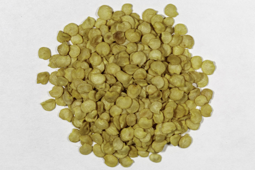 Bell pepper discount seed