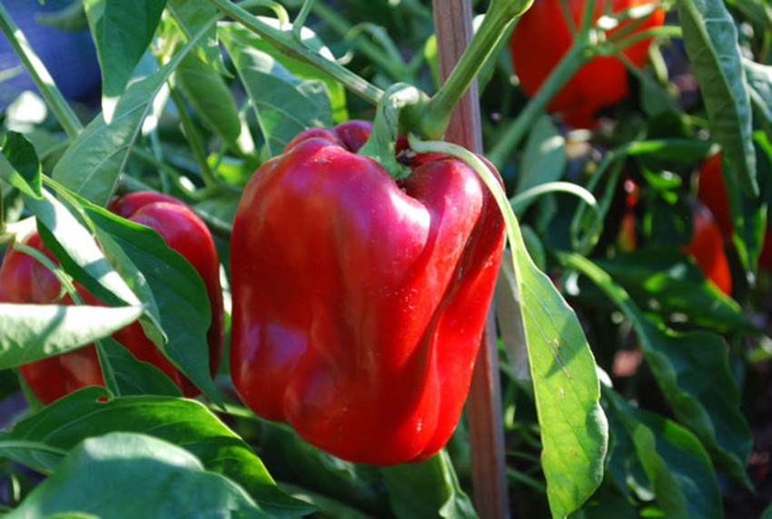 Companion Plants That Will Thrive Next To Your Peppers In