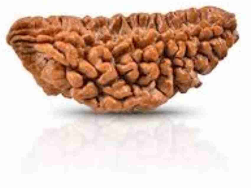 1 mukhi rudraksha price