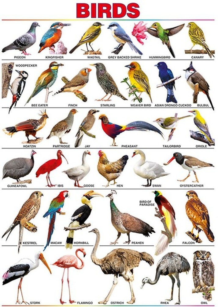 Birds Chart for Kids