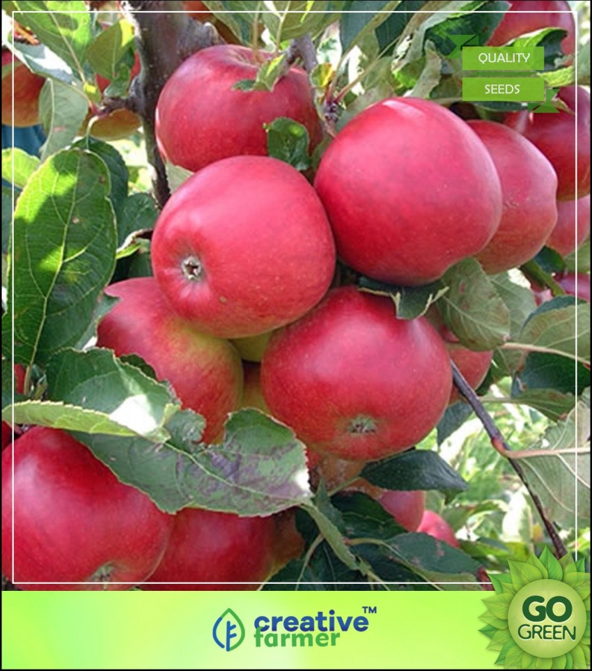 Gala Apple Tree Organic Seeds, 5 Count Gala Apple Tree Seed, Gala