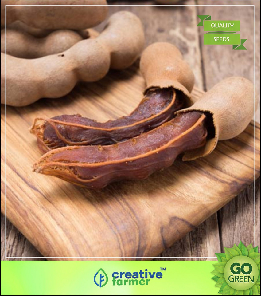 Green Tamarind Fruit