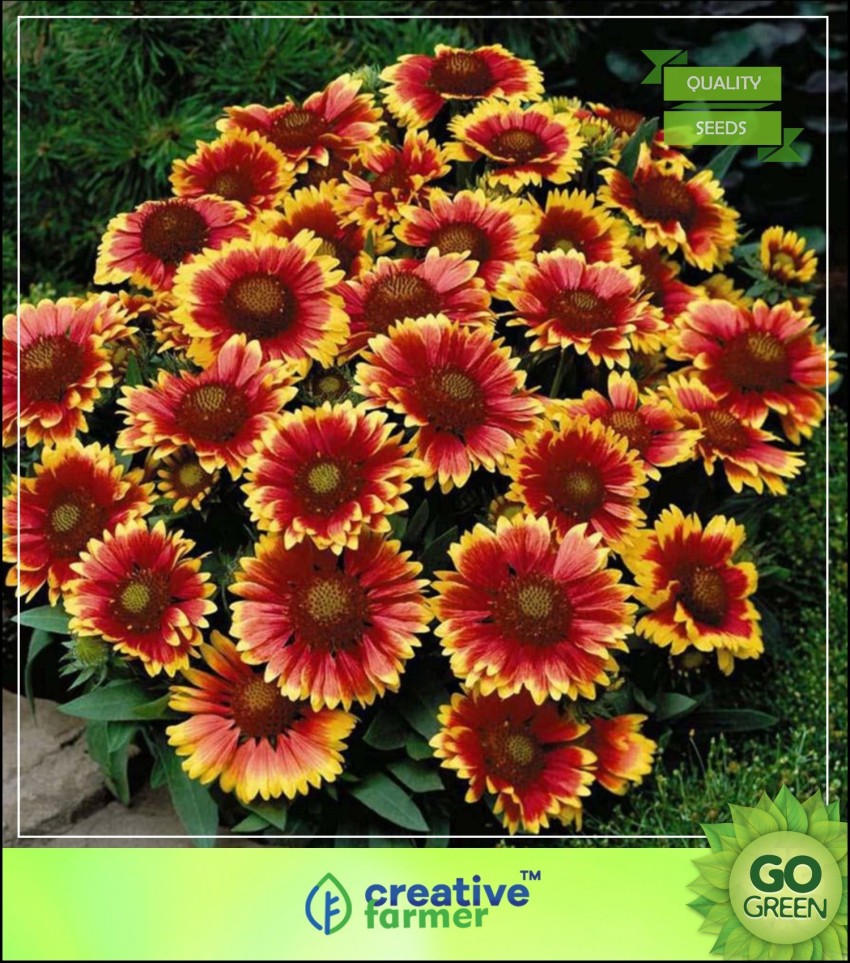 Gaillardia Goblin Seeds