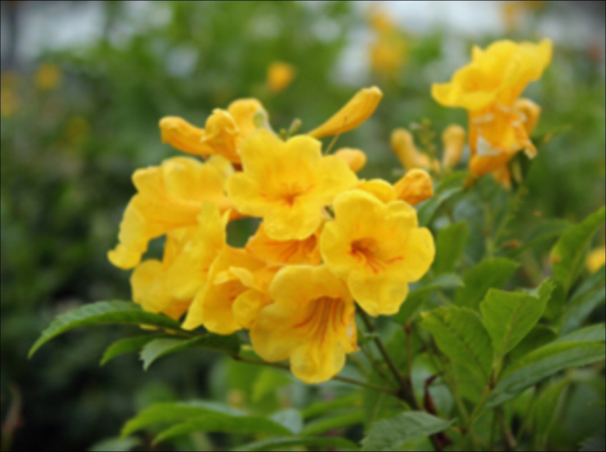 creative farmer Swarnapatti Yellow Flower Creeper Flower Plant
