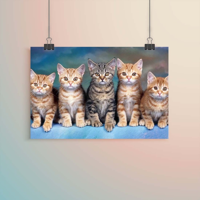 https://rukminim2.flixcart.com/image/850/1000/j8g870w0/poster/m/b/u/large-poster-cute-pet-animal-lover-poster-for-room-cats-dogs-original-imaeygmw64acykns.jpeg?q=90