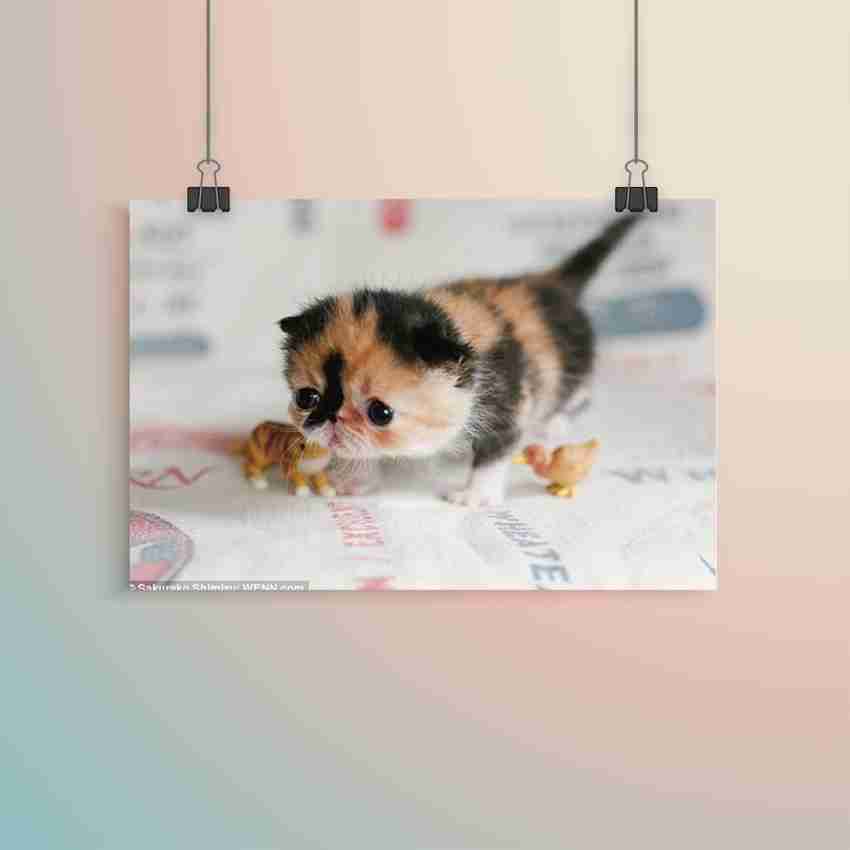 https://rukminim2.flixcart.com/image/850/1000/j8hnmvk0/poster/m/g/t/large-poster-cute-pet-animal-lover-poster-for-room-cats-dogs-original-imaeyhmgj5xr5mu4.jpeg?q=20