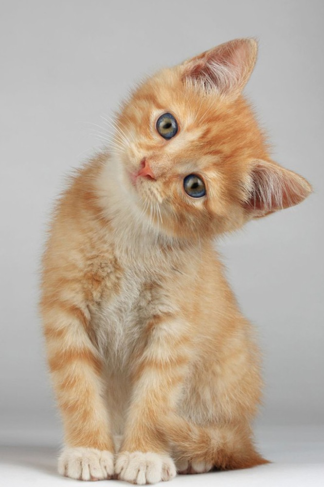 Cute clearance pet animals