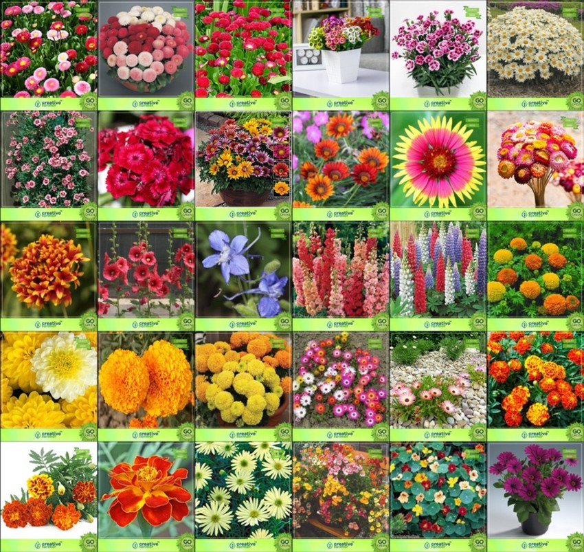 All flowers outlet