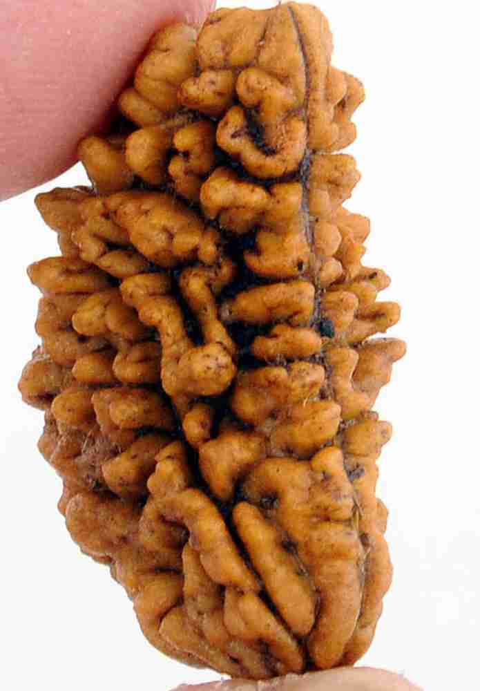 1 mukhi rudraksha price