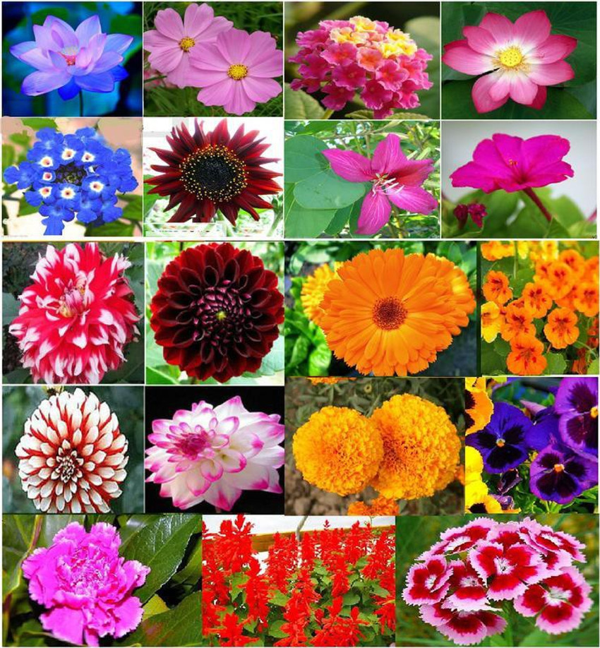 Winter hot sale flower seed