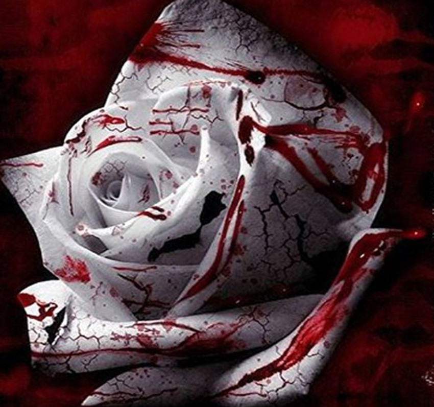 Nema Rare White Blood Rose Seed