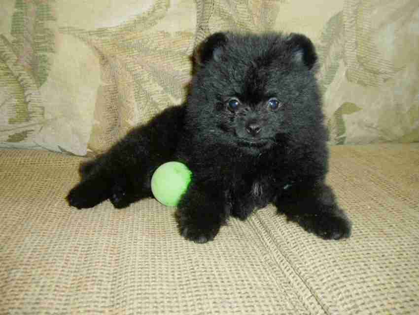 Black dog teddy top