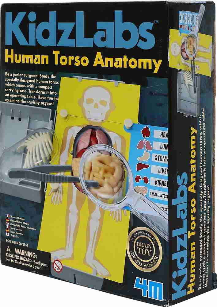 4M Human Torso Anatomy Science Kits Price in India Buy 4M Human