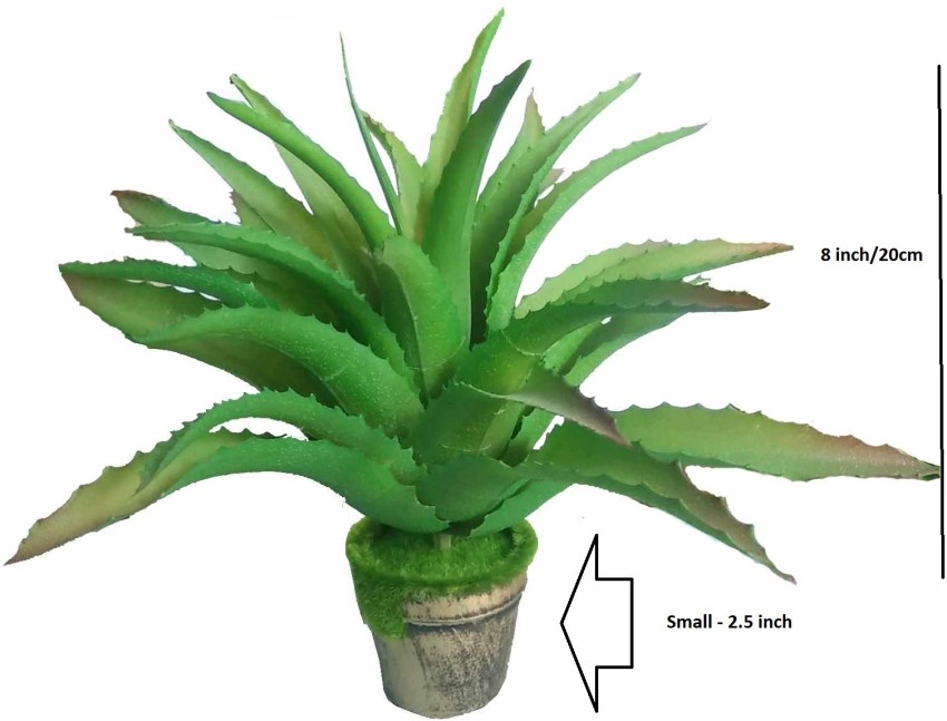 Aloe Vera Plant in 8 inch Pot