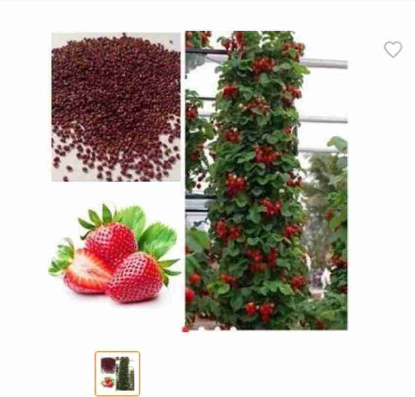 ELIF Imported Delicious sweet Climbing Strawberry Plant Seed Price