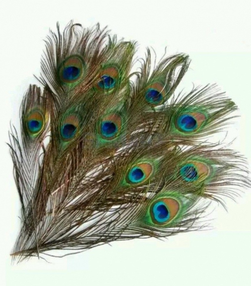 Peacock Feather Decor Set: 25 30cm Crafts For Flower Vases