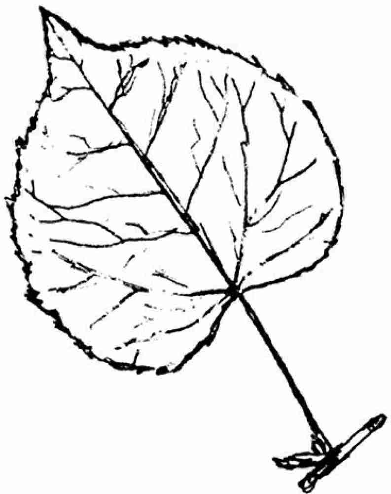 Generic Aspen Leaf Rubber Stamp Aspen Leaf Rubber Stamp . shop