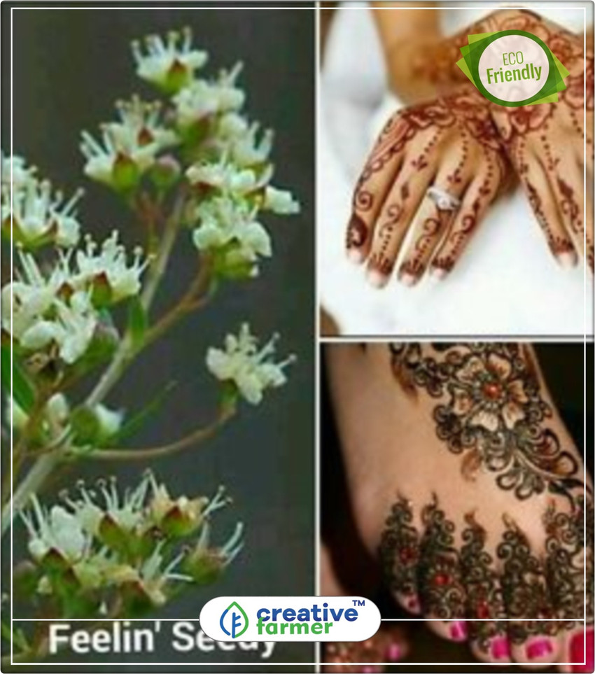 Discover more than 128 scientific name of mehndi plant best POPPY