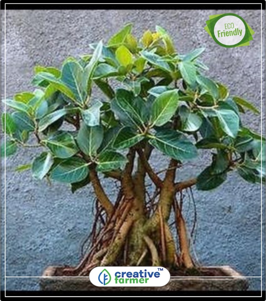 banyan tree bonsai