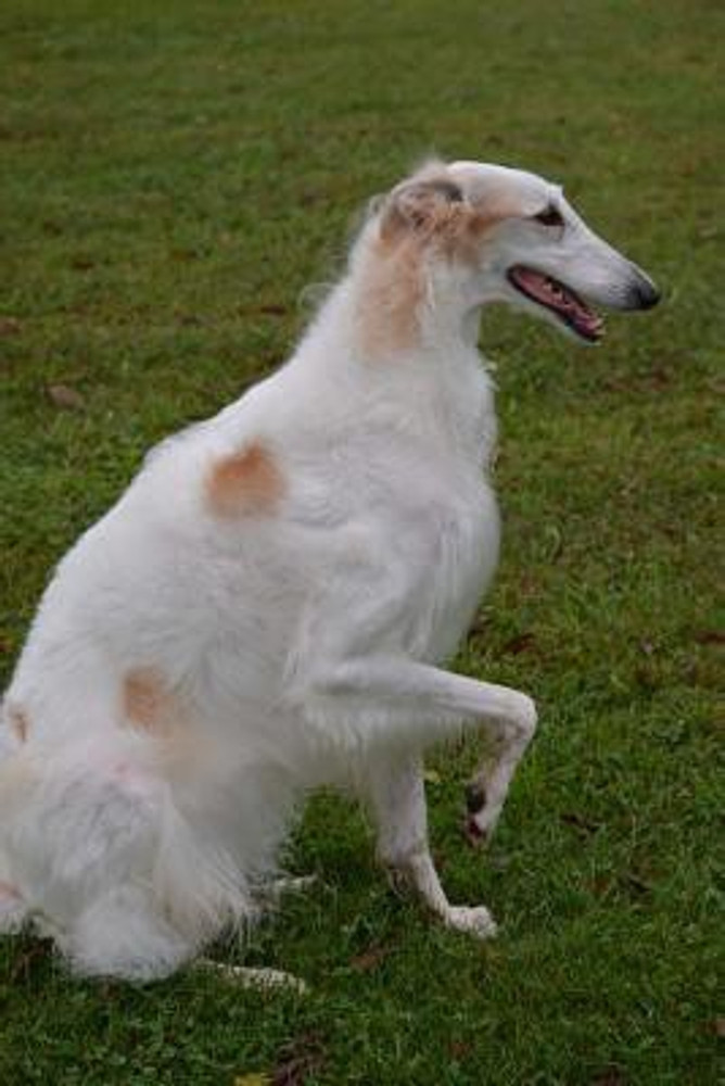 Dog for cheap sale in flipkart