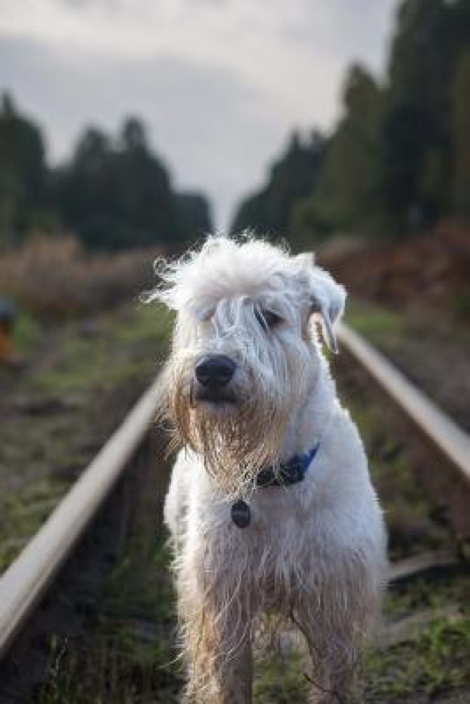 Irish soft coated sales wheaten terrier prix