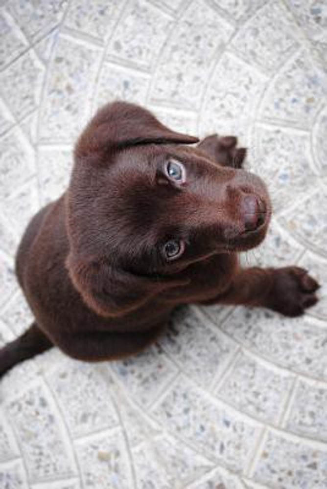 Buy Labrador Retriever Puppy Dog Journal by Image Cool at Low
