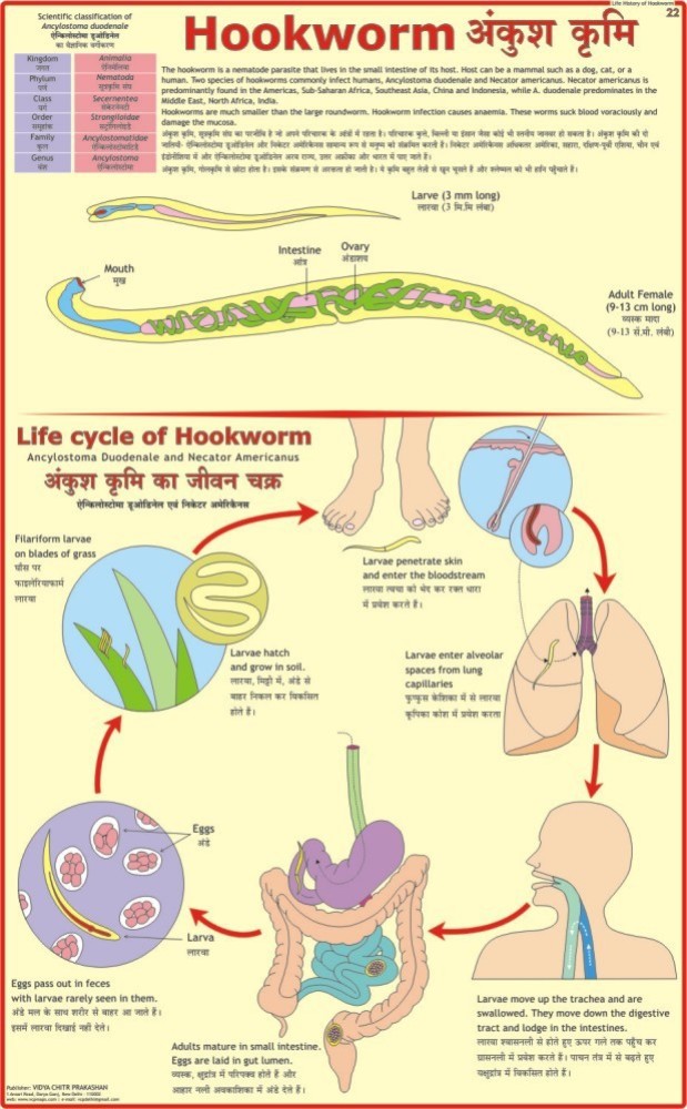 Hookworm Chart Paper Print - Educational posters in India - Buy art, film,  design, movie, music, nature and educational paintings/wallpapers at