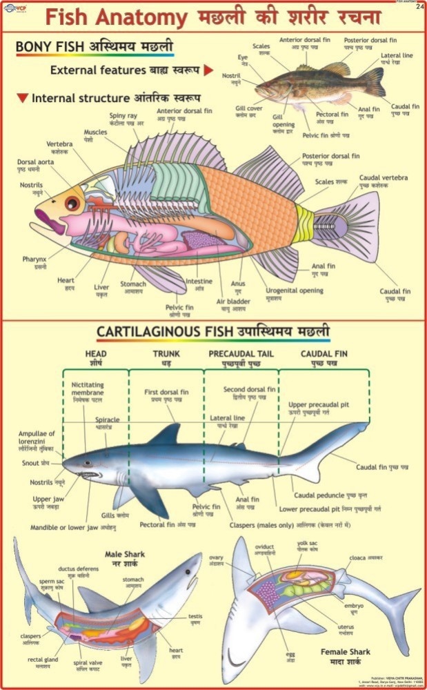 Fish Anatomy Chart Paper Print - Educational posters in India