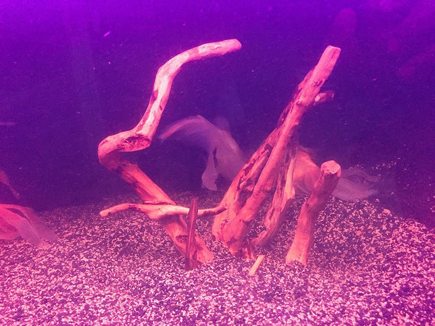 Anchor deals aquarium decoration