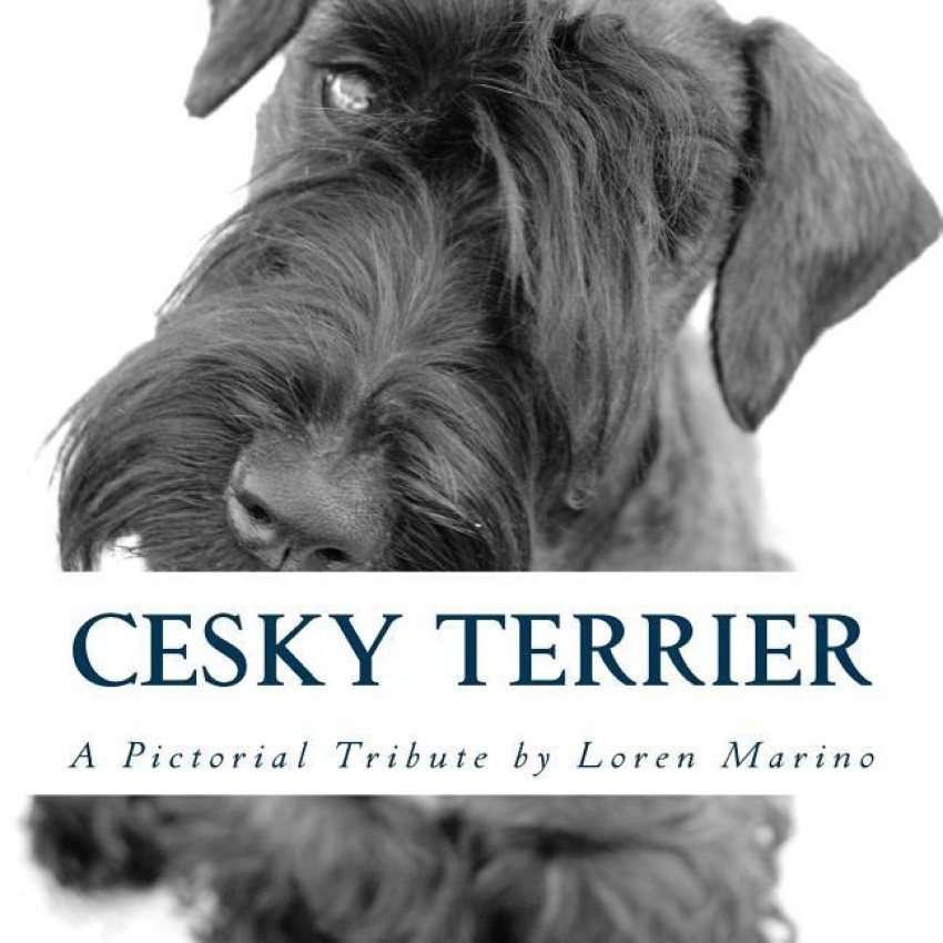 Cesky cheap terrier price