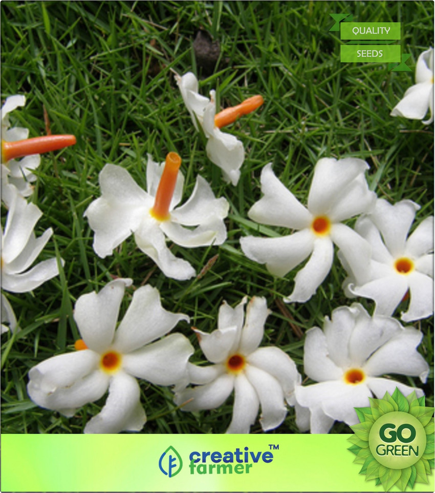 Parijata Flower Plant In Bangalore Best Flower Site