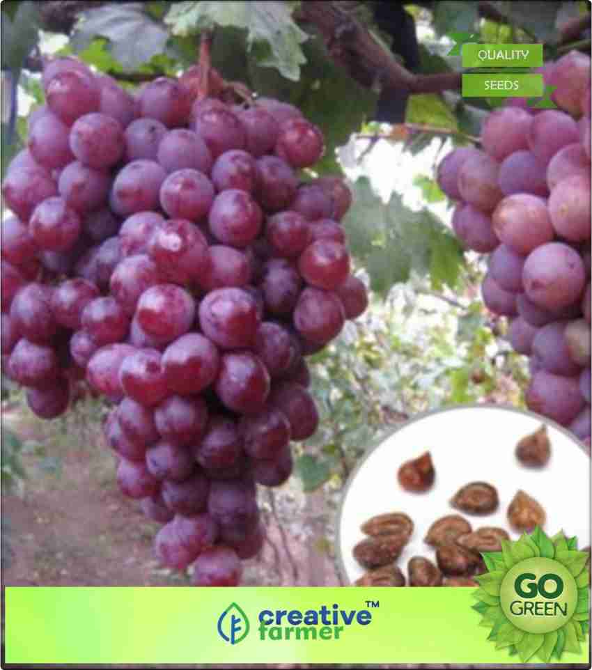 creative farmer Fruit Seeds Red Globe Grape Seeds Garden Sweet