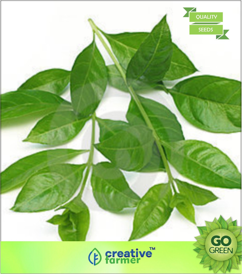 Top 127+ mehndi plant images - jtcvietnam.edu.vn