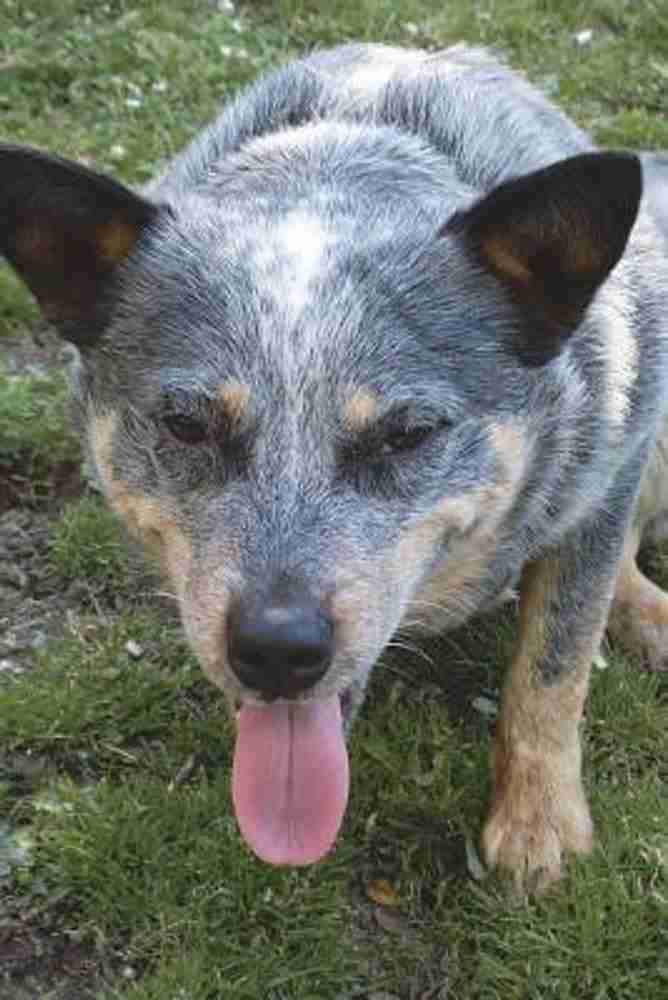 English heeler best sale