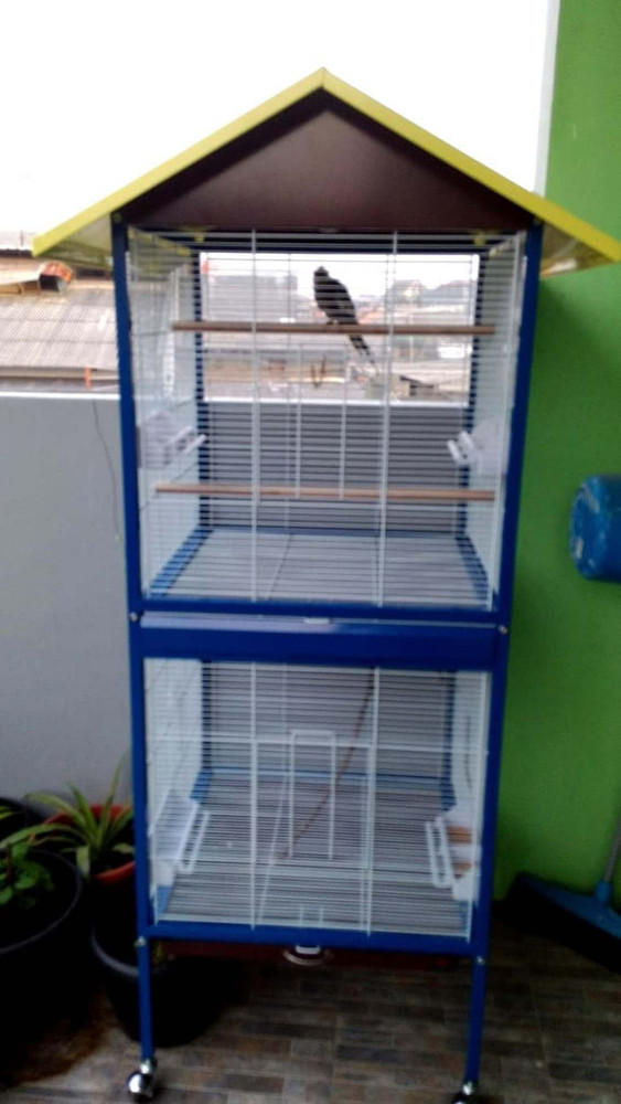 Parrot 2025 pinjra online