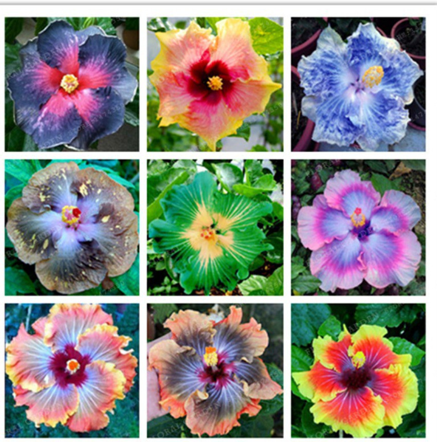 Types Of Hibiscus Flower In India Best Flower Site
