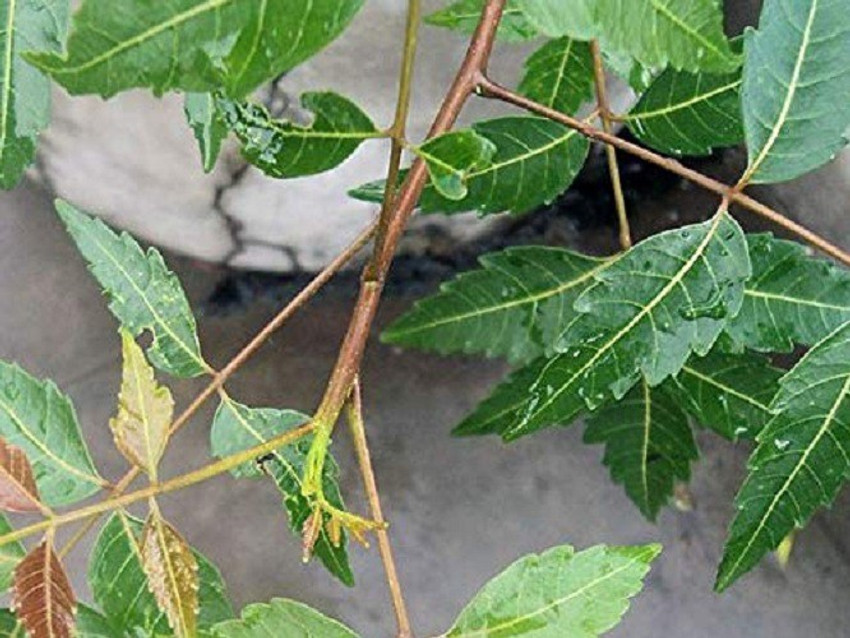 Neem twigs online shop