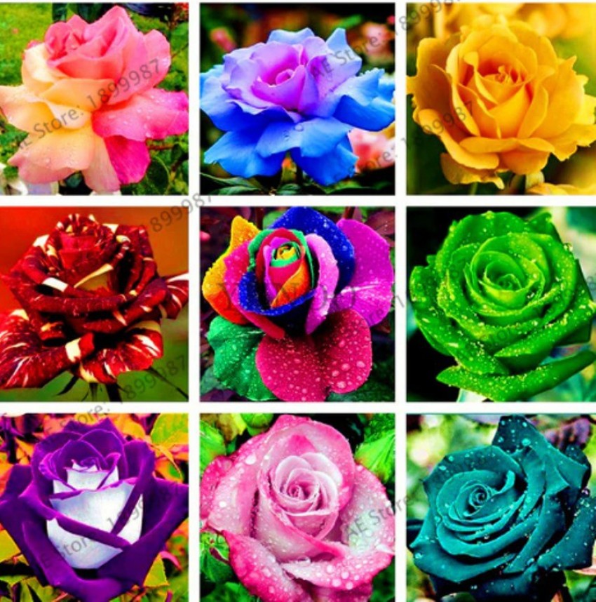 Rose Flower Wallpapers For Desktop (48+ images)