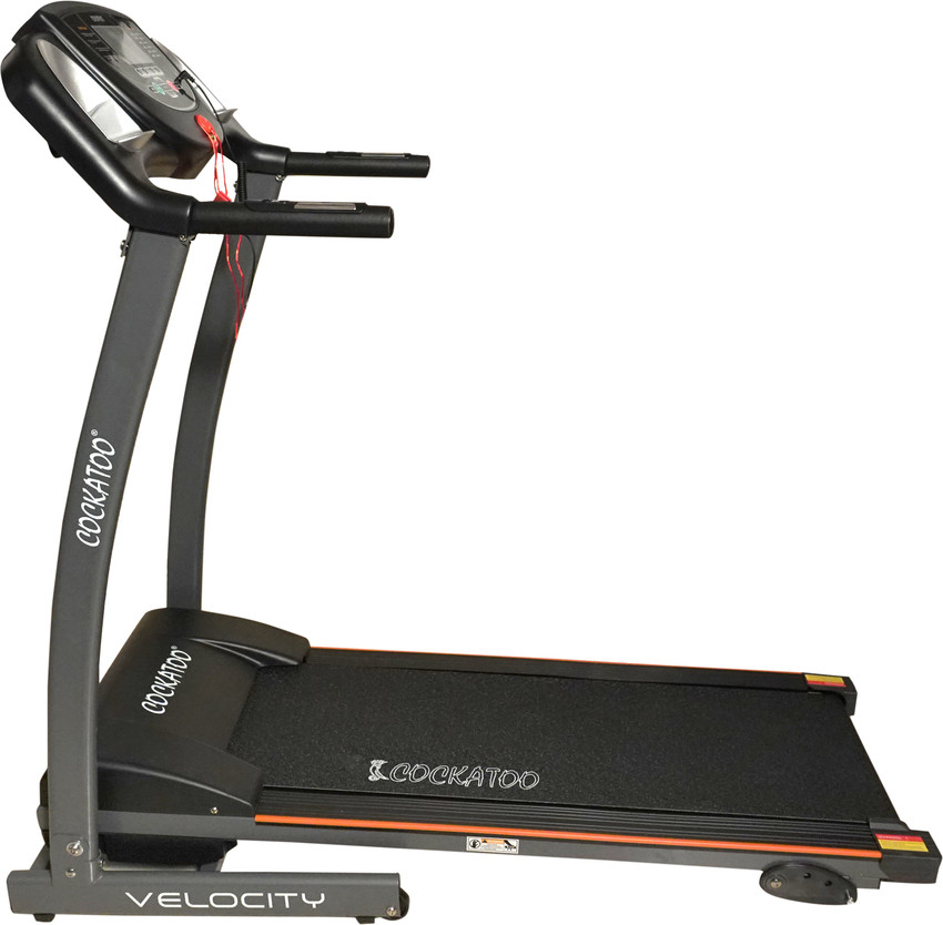 Cockatoo velocity plus treadmill 2025
