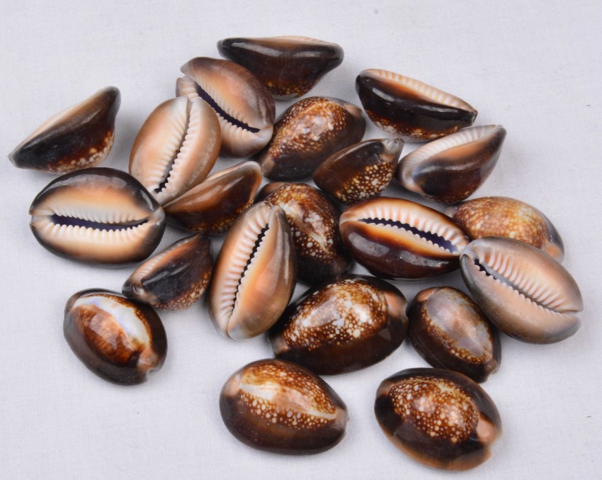 Snake Head Cowrie Shell